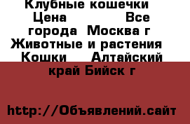 Клубные кошечки › Цена ­ 10 000 - Все города, Москва г. Животные и растения » Кошки   . Алтайский край,Бийск г.